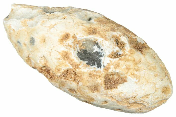 Fossil Cycadophyte Seed Cone - Boujdour, Morocco #325266